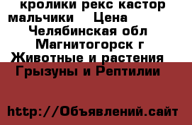 кролики рекс кастор мальчики  › Цена ­ 1 500 - Челябинская обл., Магнитогорск г. Животные и растения » Грызуны и Рептилии   
